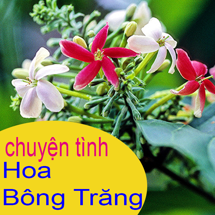 hoa bông trăng